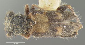 Media type: image;   Entomology 3567 Aspect: habitus dorsal view